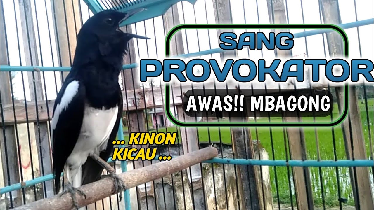 Detail Gambar Burung Kacer Poci Nomer 44