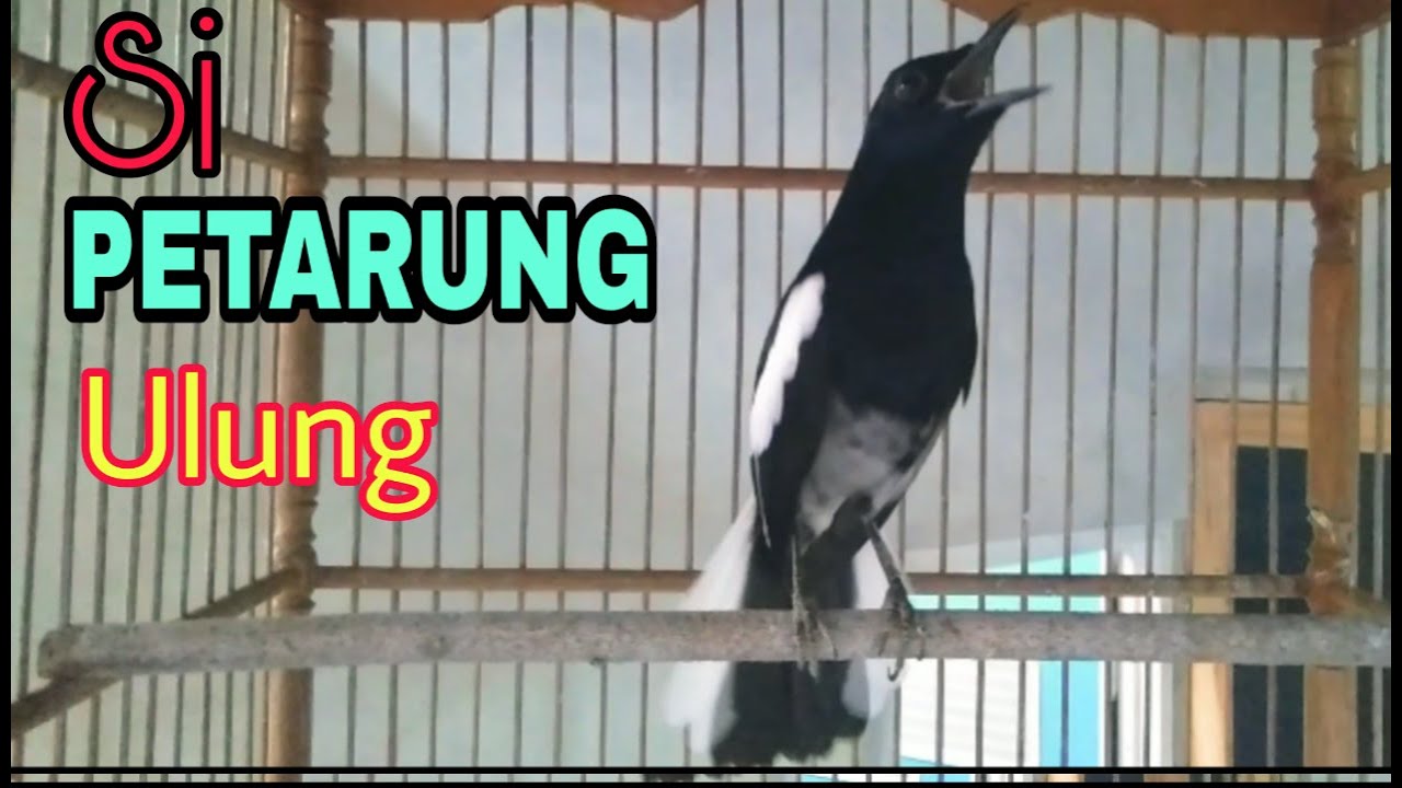 Detail Gambar Burung Kacer Poci Nomer 49