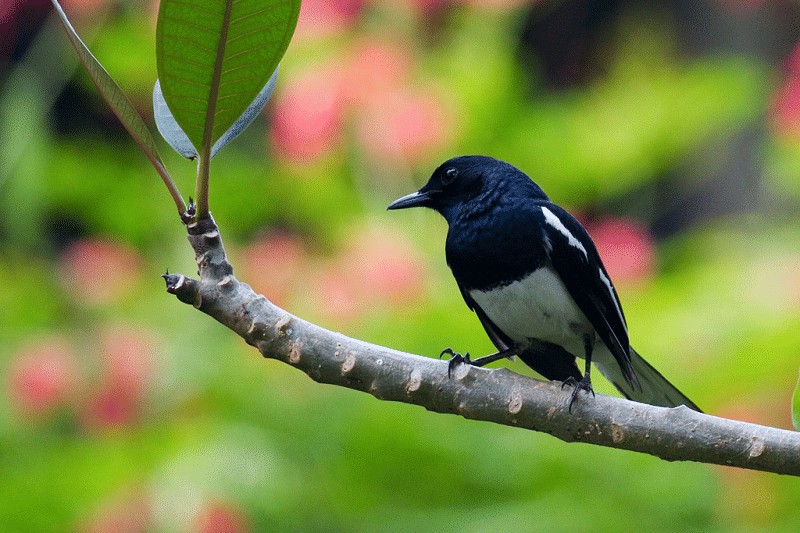 Detail Gambar Burung Kacer Sumatra Nomer 22