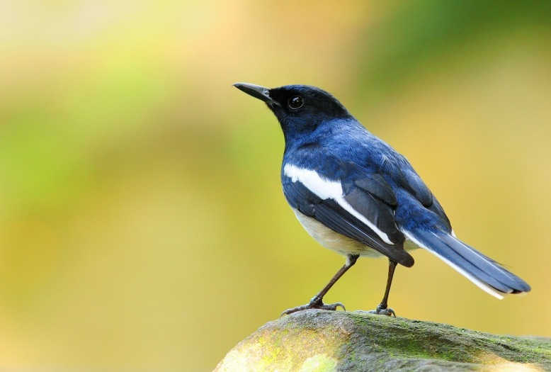 Detail Gambar Burung Kacer Sumatra Nomer 36