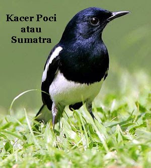 Detail Gambar Burung Kacer Sumatra Nomer 7