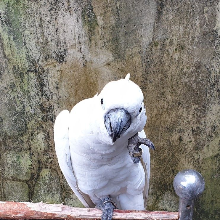 Detail Gambar Burung Kakak Tua Berwarna Nomer 31