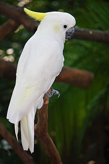 Gambar Burung Kakak Tua Jambul Kuning - KibrisPDR