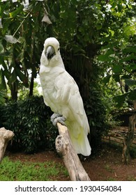 Detail Gambar Burung Kakak Tua Jambul Kuning Nomer 26