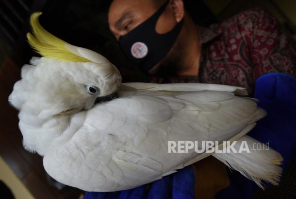 Detail Gambar Burung Kakak Tua Jambul Kuning Nomer 28