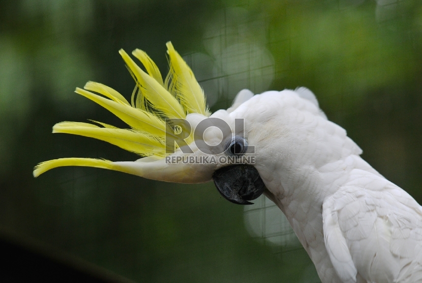 Detail Gambar Burung Kakak Tua Jambul Kuning Nomer 30