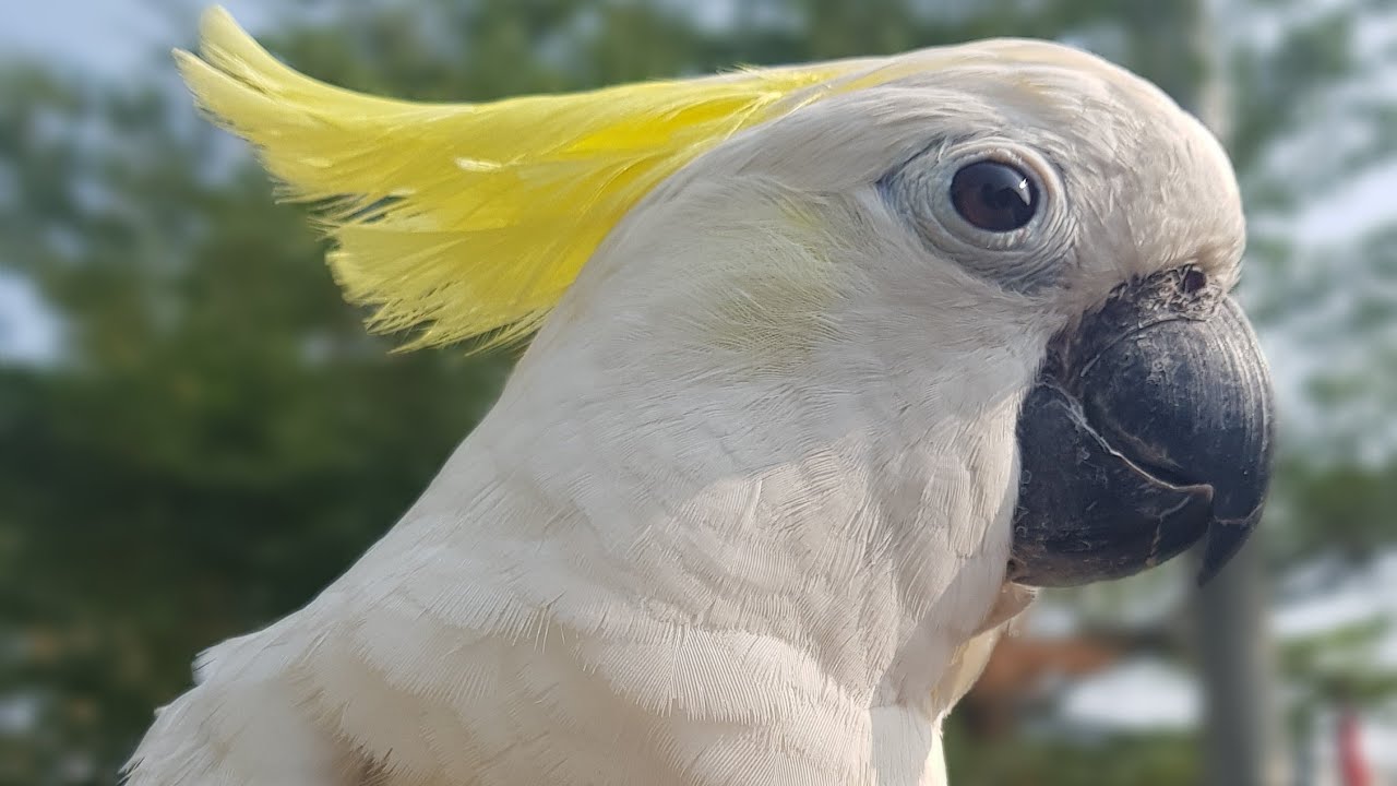 Detail Gambar Burung Kakak Tua Jambul Kuning Nomer 37