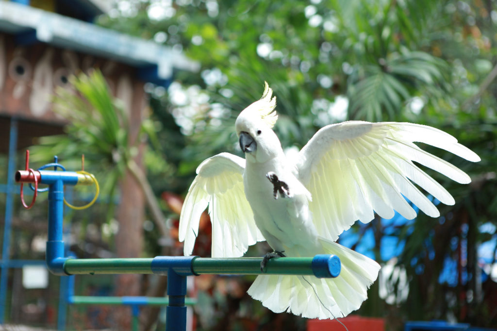 Detail Gambar Burung Kakak Tua Jambul Kuning Nomer 41