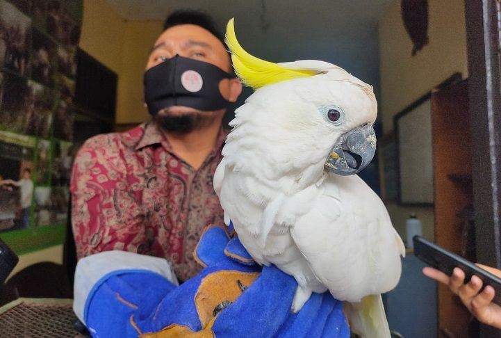 Detail Gambar Burung Kakak Tua Jambul Kuning Nomer 7