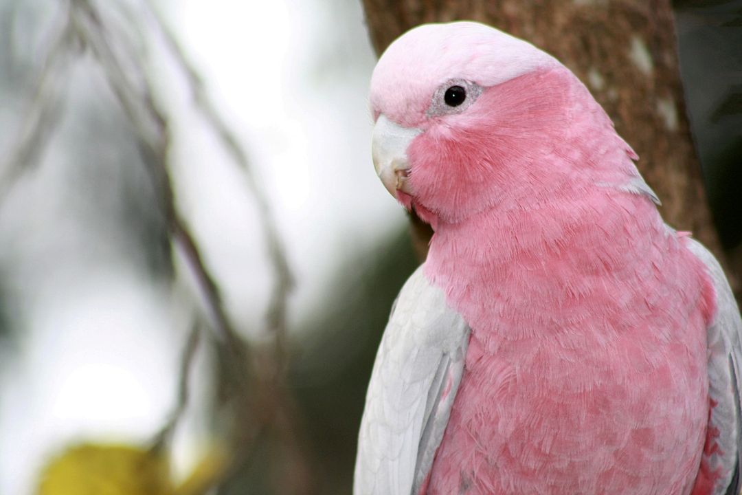 Detail Gambar Burung Kakak Tua Raja Nomer 33