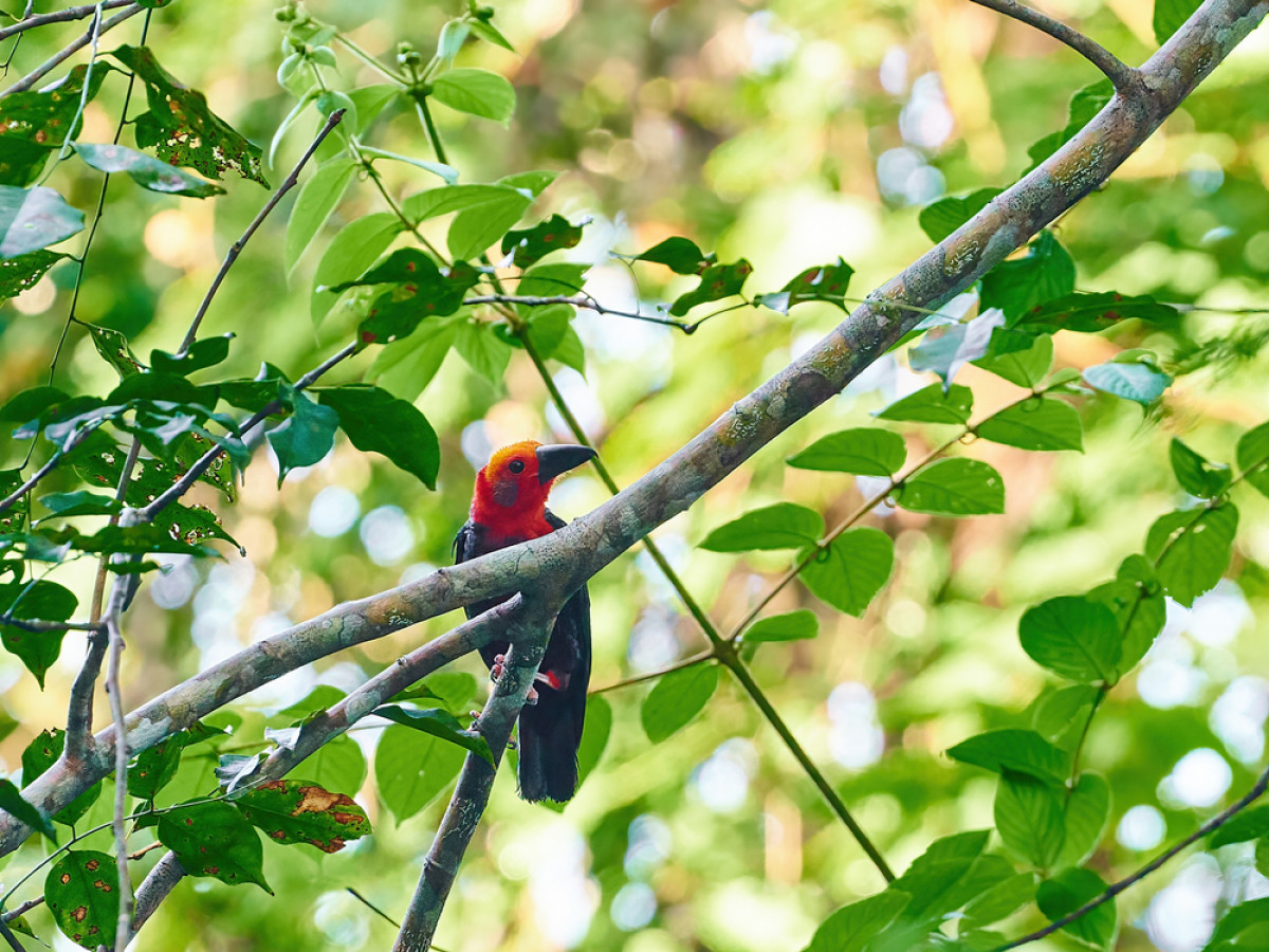 Detail Gambar Burung Kalimantan Nomer 39