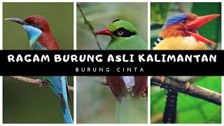 Detail Gambar Burung Kalimantan Nomer 10