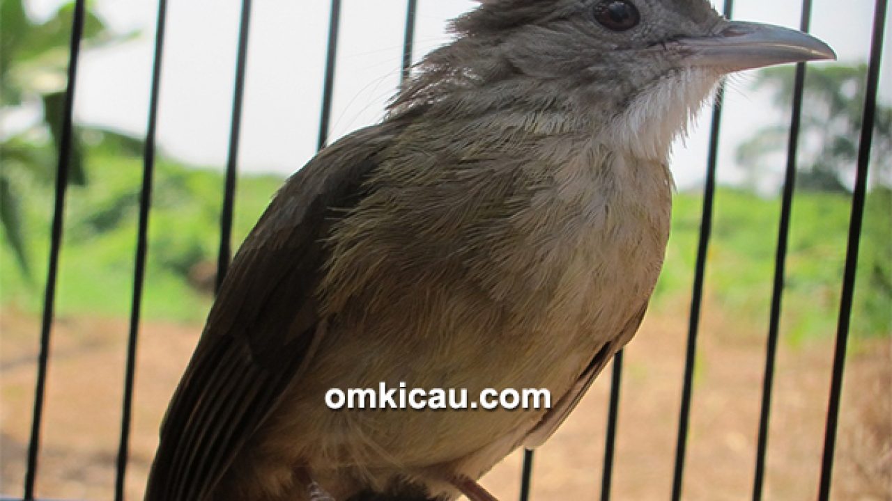 Detail Gambar Burung Kapas Tembak Jantan Nomer 3