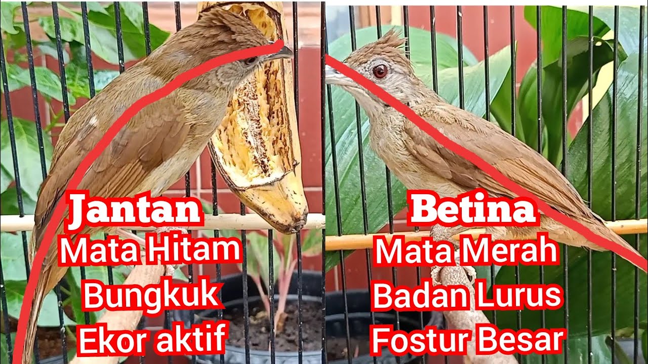 Detail Gambar Burung Kapas Tembak Jantan Nomer 24