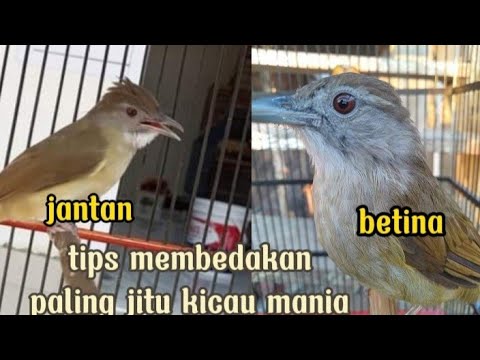 Detail Gambar Burung Kapas Tembak Jantan Nomer 29