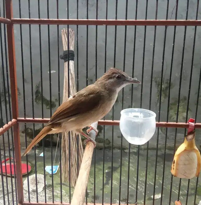 Detail Gambar Burung Kapas Tembak Jantan Nomer 33