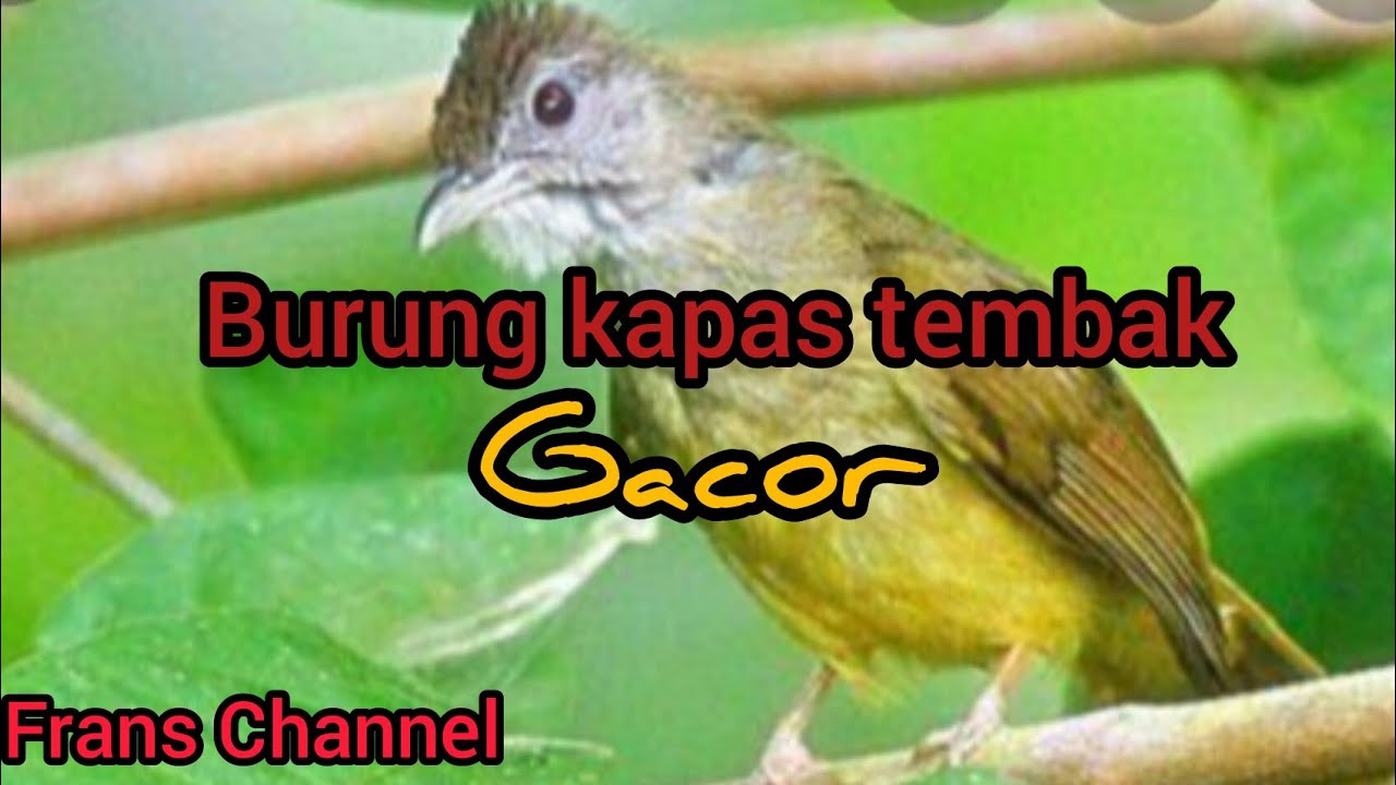 Detail Gambar Burung Kapas Tembak Jantan Nomer 39