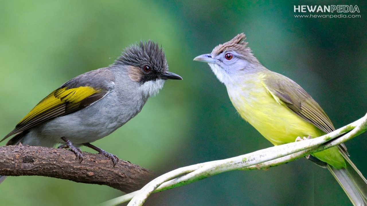 Detail Gambar Burung Kapas Tembak Jantan Nomer 41