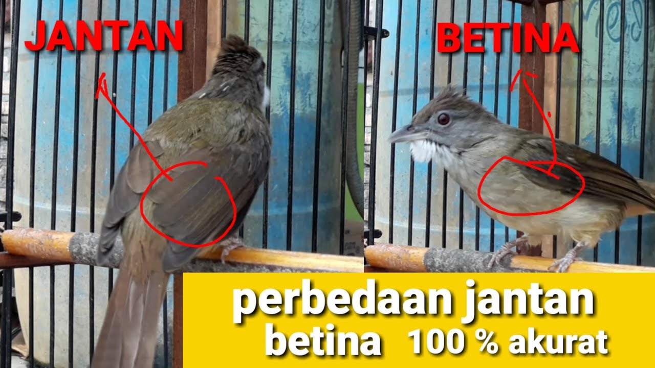 Detail Gambar Burung Kapas Tembak Jantan Nomer 46