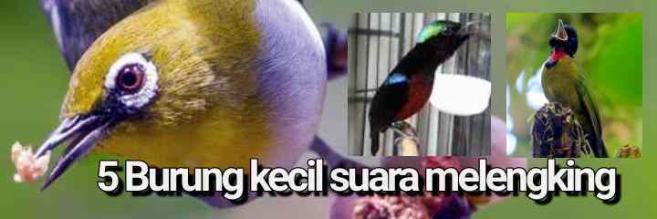 Detail Gambar Burung Kecil Nomer 40