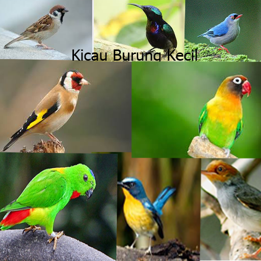 Detail Gambar Burung Kecil Nomer 52