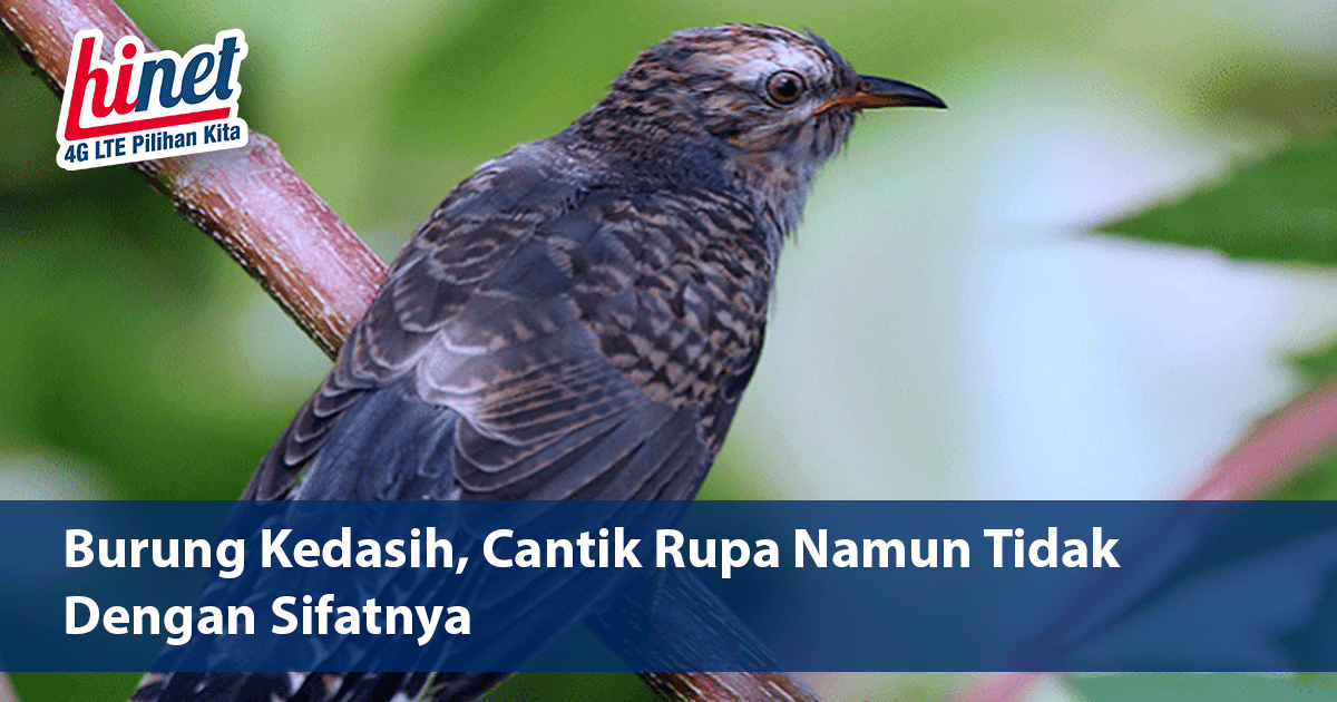 Detail Gambar Burung Kedasih Nomer 20