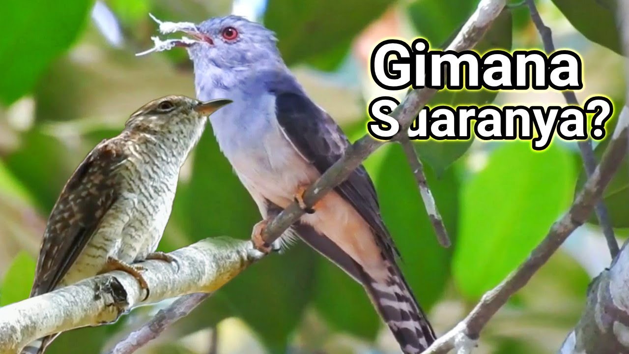 Detail Gambar Burung Kedasih Nomer 6