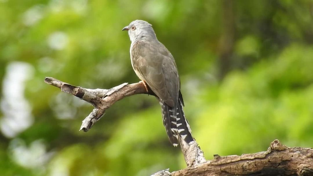 Detail Gambar Burung Kedasih Nomer 50