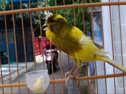 Detail Gambar Burung Kenari F3 Nomer 30