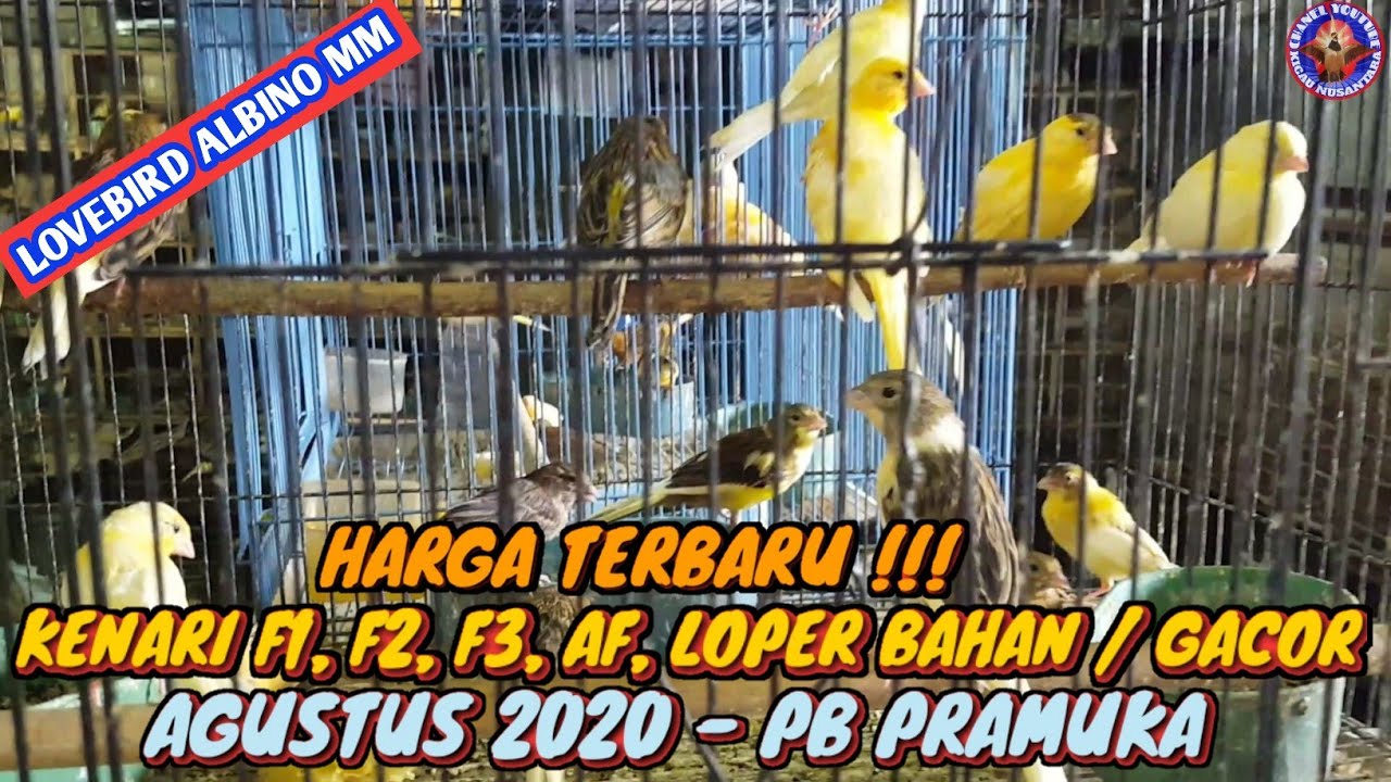 Detail Gambar Burung Kenari F3 Nomer 49