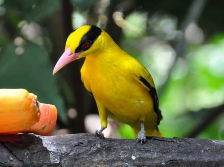 Detail Gambar Burung Kepodang Nomer 38