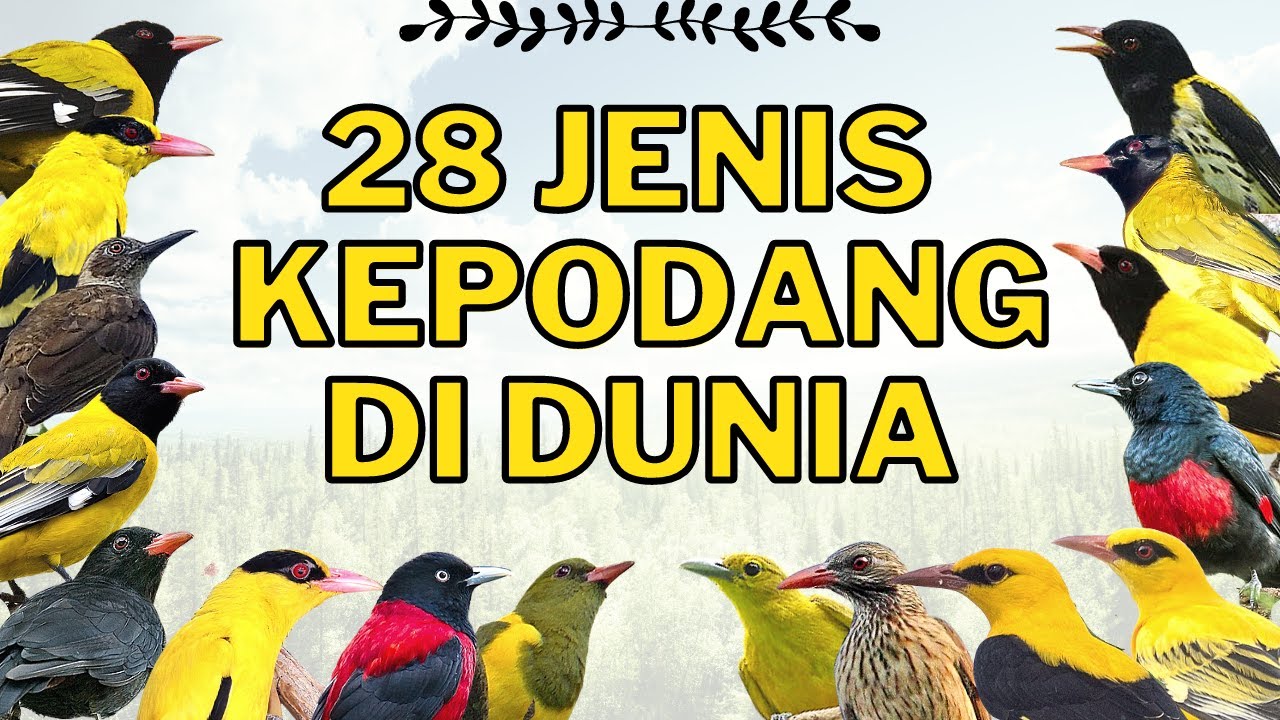 Detail Gambar Burung Kepodang Nomer 48