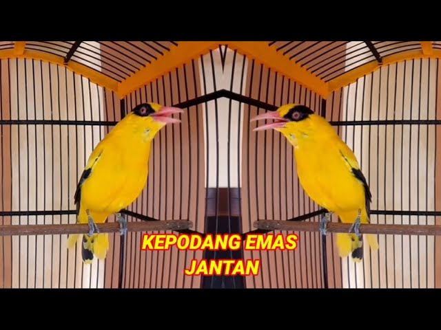 Detail Gambar Burung Kepodang Jantan Nomer 25