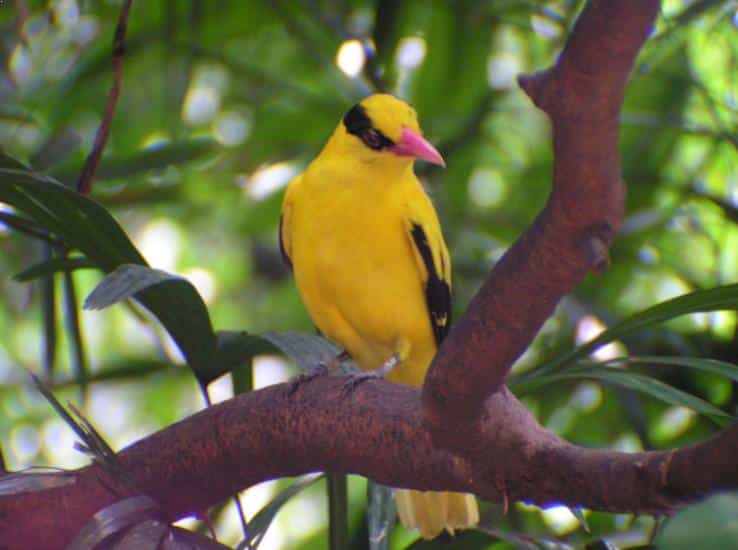 Detail Gambar Burung Kepodang Jantan Nomer 27