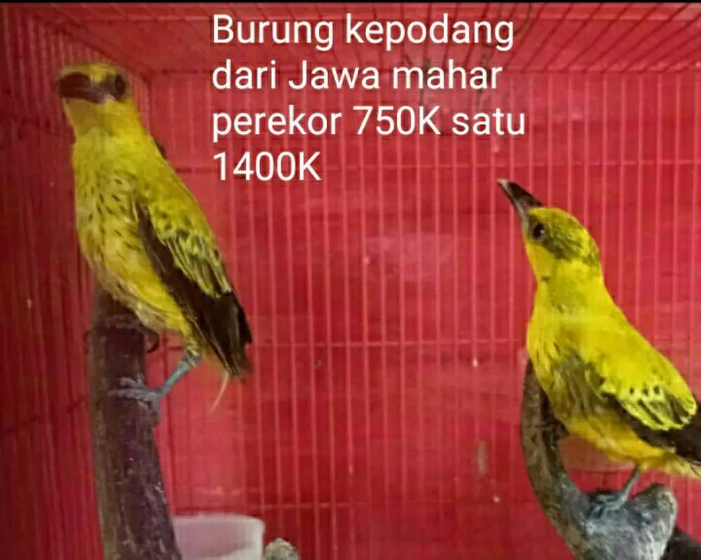 Detail Gambar Burung Kepodang Jantan Nomer 38