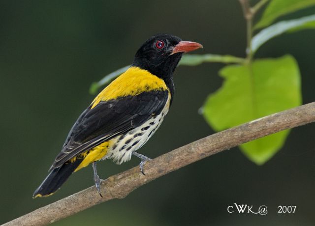 Detail Gambar Burung Kepodang Jantan Nomer 39