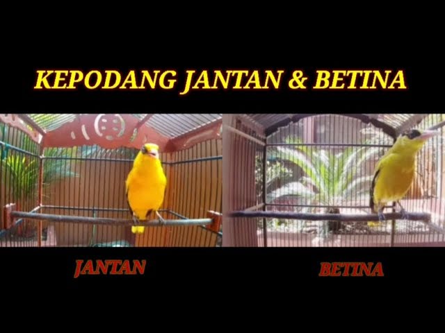 Detail Gambar Burung Kepodang Jantan Nomer 41