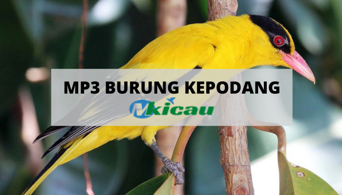 Detail Gambar Burung Kepodang Jantan Nomer 43