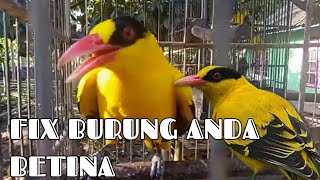 Detail Gambar Burung Kepodang Jantan Nomer 54