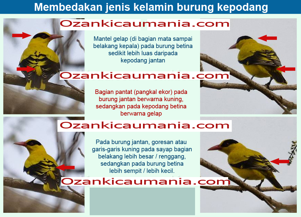 Detail Gambar Burung Kepodang Jantan Nomer 10