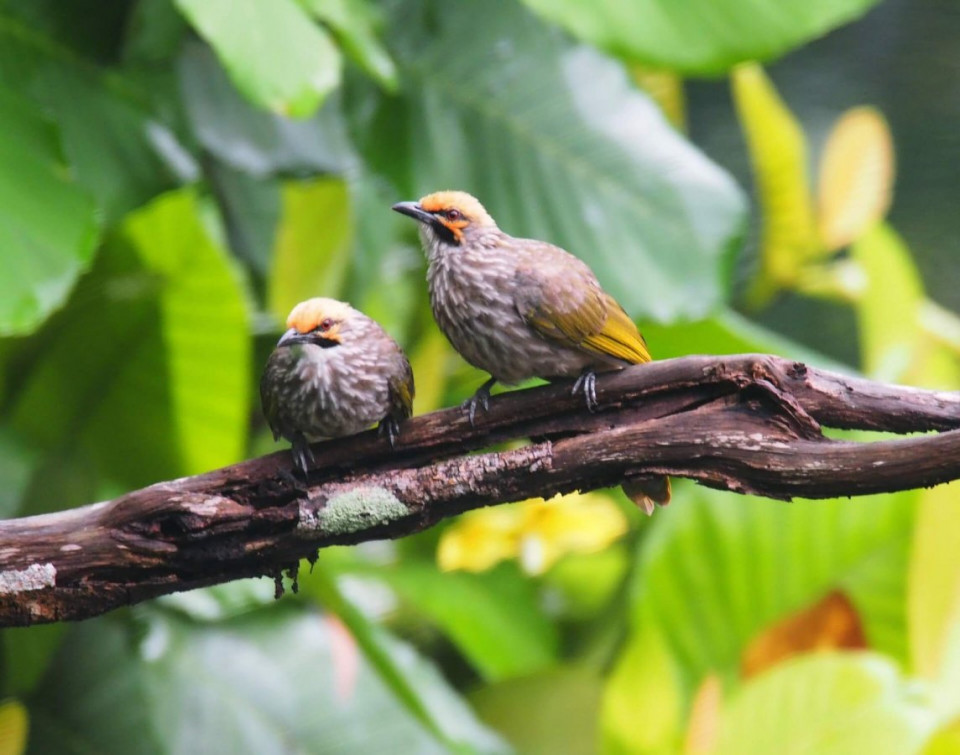 Detail Gambar Burung Kicau Di Indonesia Nomer 18