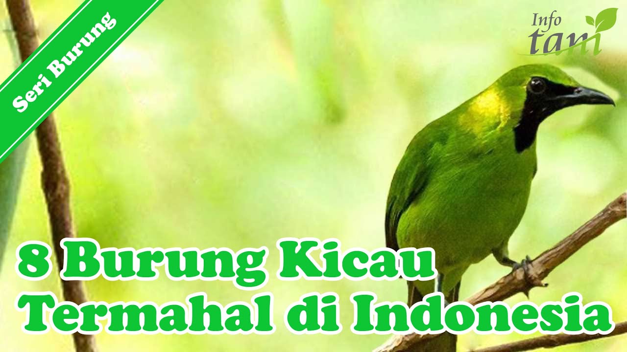 Detail Gambar Burung Kicau Di Indonesia Nomer 22