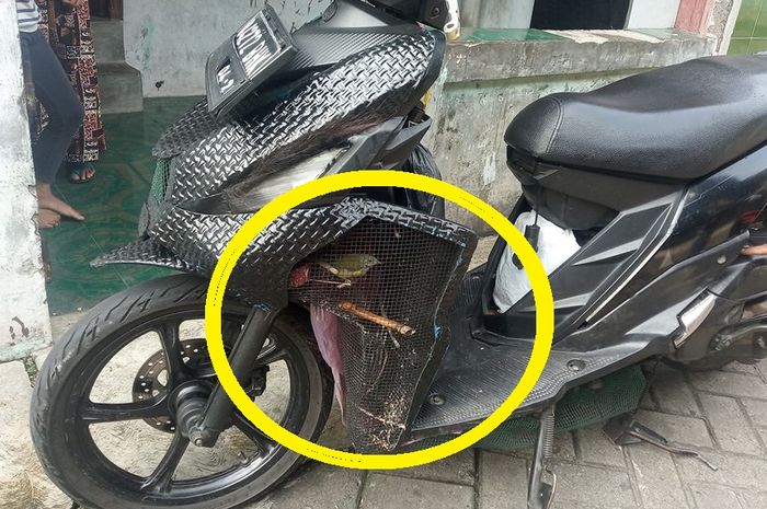 Detail Gambar Burung Kicau Mania Nomer 22