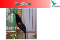 Detail Gambar Burung King Konin Nomer 55