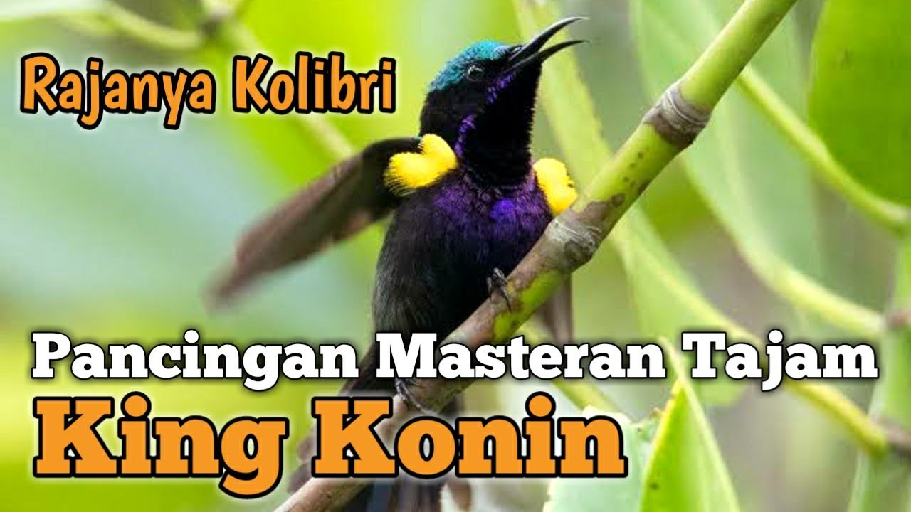 Detail Gambar Burung King Konin Nomer 10