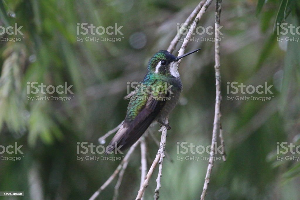 Detail Gambar Burung Kolibri Nomer 45