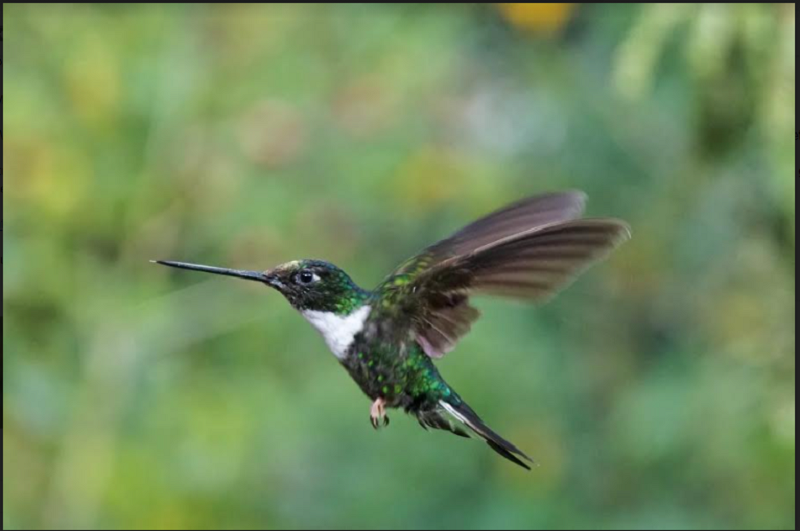 Detail Gambar Burung Kolibri Ninja Nomer 6