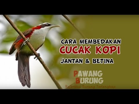 Detail Gambar Burung Kopi Kopi Nomer 19