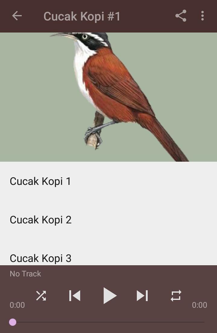 Detail Gambar Burung Kopi Kopi Nomer 23