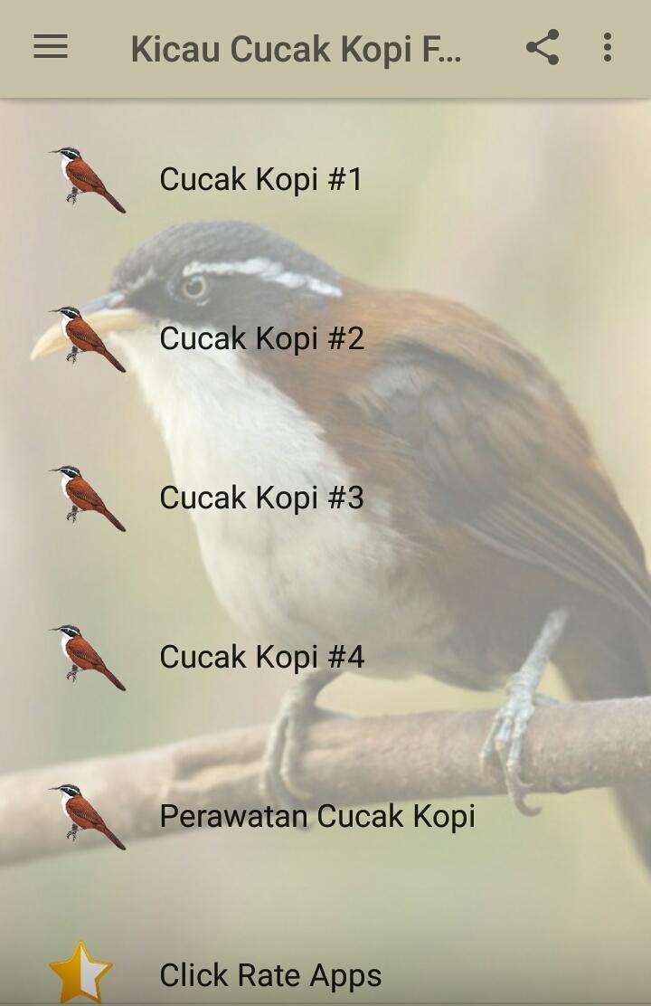 Detail Gambar Burung Kopi Kopi Nomer 35